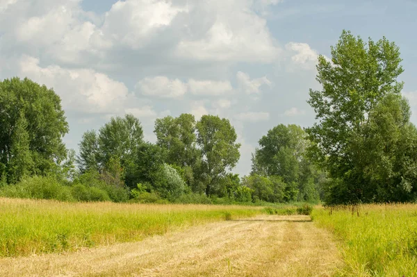 Літня фотографія пейзаж, повені луки косити. шматок gr — стокове фото