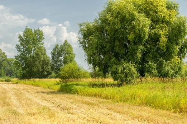 Yaz fotoğrafçılığı manzarası, sel otlakları biçildi. bir parça gr