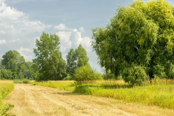 Letní fotografování krajiny, povodňové louky posekané. a kus gru — Stock fotografie