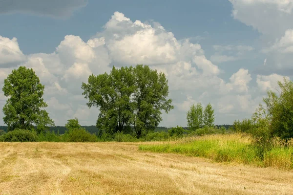 Zomervakantie landschap, overstromingsweiden gemaaid. een stukje gr. — Stockfoto