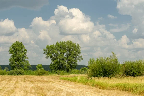Yaz fotoğrafçılığı manzarası, sel otlakları biçildi. bir parça gr