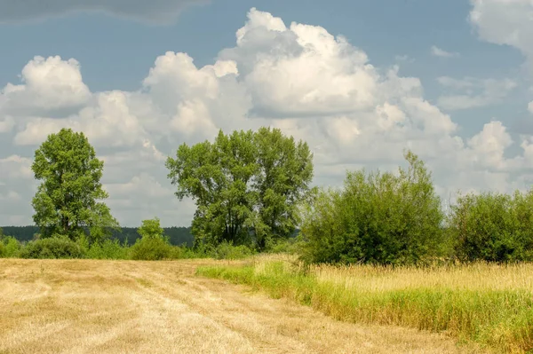 Yaz fotoğrafçılığı manzarası, sel otlakları biçildi. bir parça gr