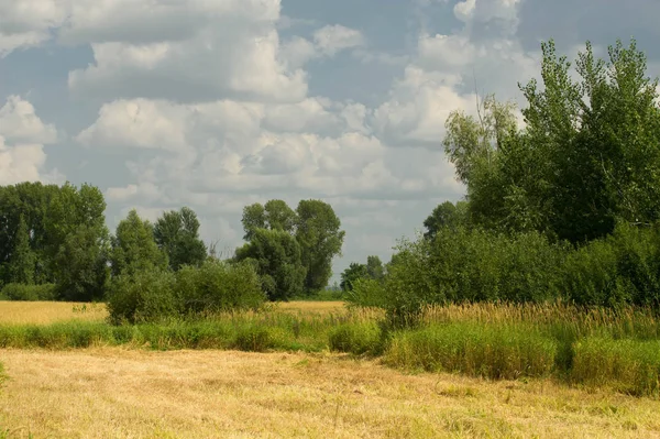 Yaz fotoğrafçılığı manzarası, sel otlakları biçildi. bir parça gr