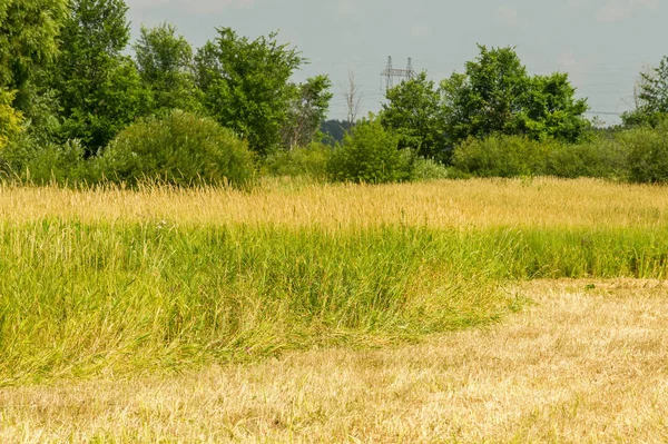 Yaz fotoğrafçılığı manzarası, sel otlakları biçildi. bir parça gr