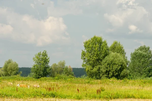 Літня фотографія пейзаж, повені луки косити. шматок gr — стокове фото