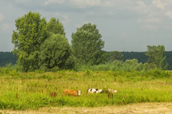 Літня фотографія пейзаж, повені луки косити. шматок gr — стокове фото