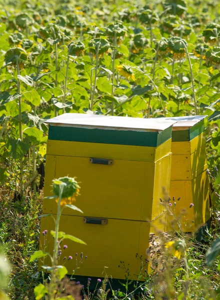 Girassol uma planta norte-americana alta da família daisy, com — Fotografia de Stock