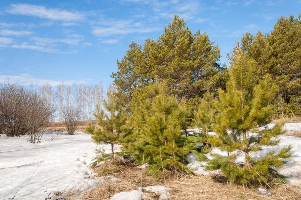 Alanını bahar. son kar. çam ağacı. Bahar, springtid — Stok fotoğraf