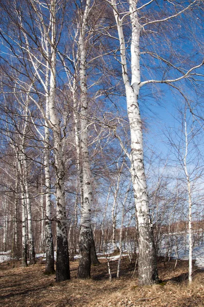 Березовый лес ранней весной. Ранний весенний лес — стоковое фото