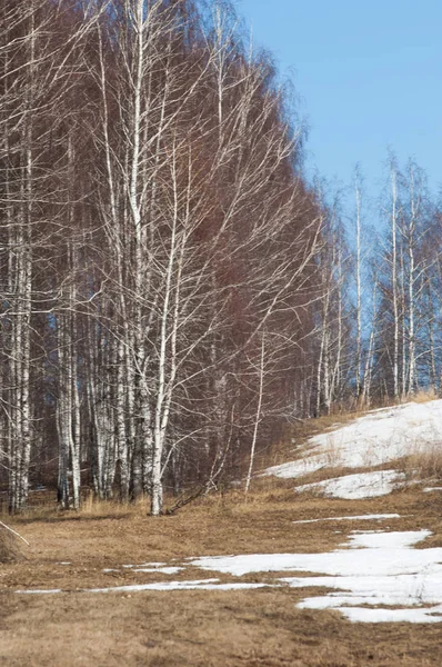 Orman erken ilkbaharda huş ağacı. Erken Bahar orman