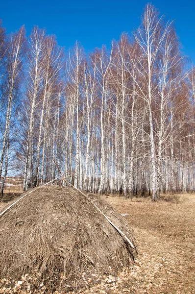 Orman erken ilkbaharda huş ağacı. Erken Bahar orman