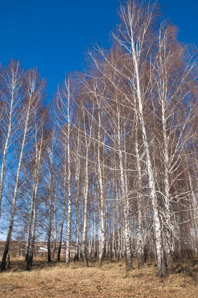 Orman erken ilkbaharda huş ağacı. Erken Bahar orman