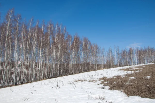 Berken bos in het vroege voorjaar. Vroege voorjaar bos — Stockfoto