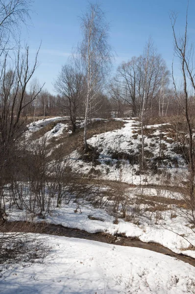 Orman erken ilkbaharda huş ağacı. Erken Bahar orman