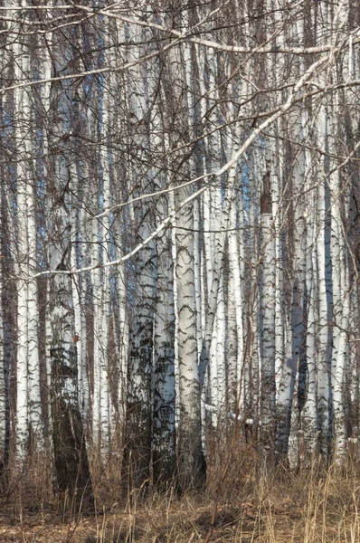 Forêt de bouleaux au début du printemps. Forêt printanière précoce — Photo