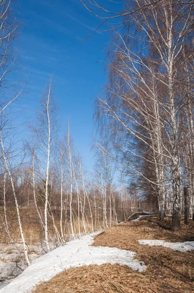 Berken bos in het vroege voorjaar. Vroege voorjaar bos — Stockfoto