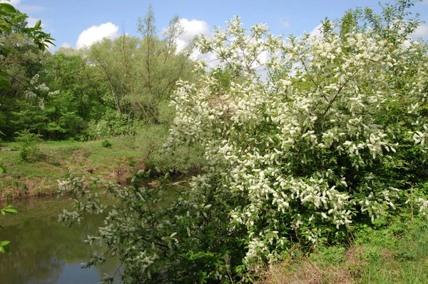 Rivière Spring — Photo