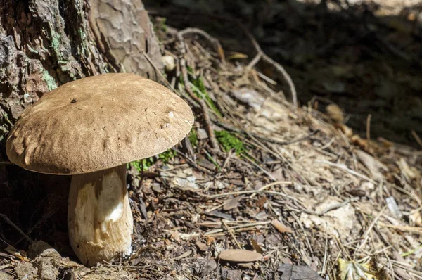 Boletus edulis —  Fotos de Stock