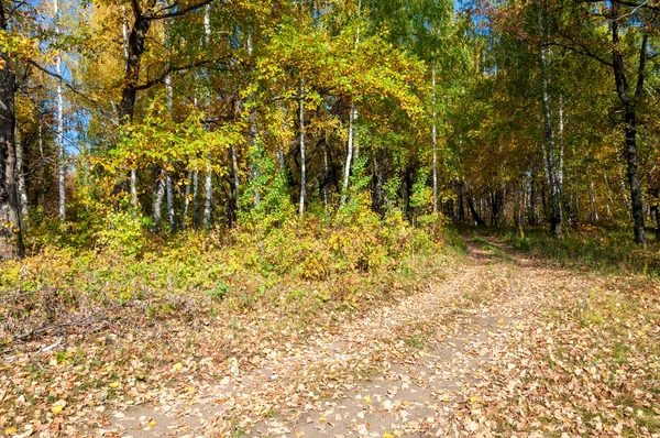 Güz, yolun ortasında meşe ormanı