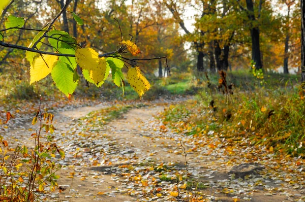 El camino en el otoño, en el bosque de robles —  Fotos de Stock