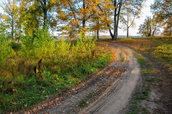 Дорога восени, в дубовому лісі — стокове фото