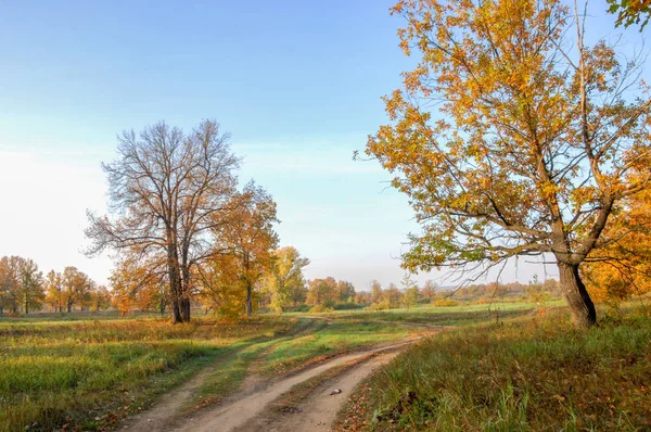 Güz, yolun ortasında meşe ormanı