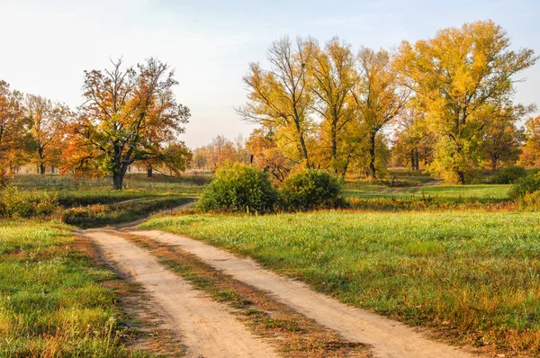 Güz, yolun ortasında meşe ormanı