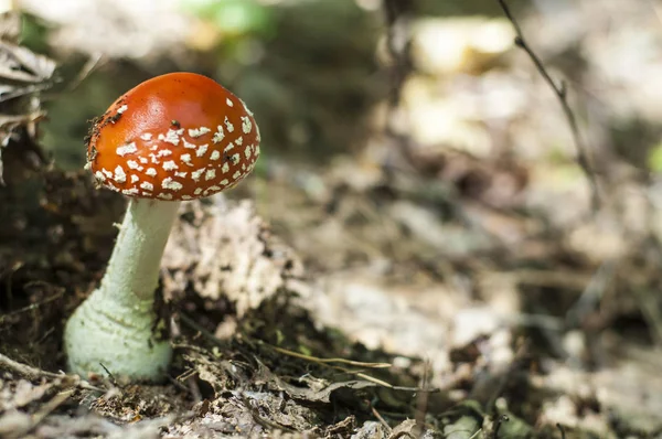 Amanita, Vliegenzwam — Stockfoto