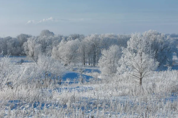 Photographie Hiver Brouillard Dessus Rivière Arbres Dans Givre — Photo