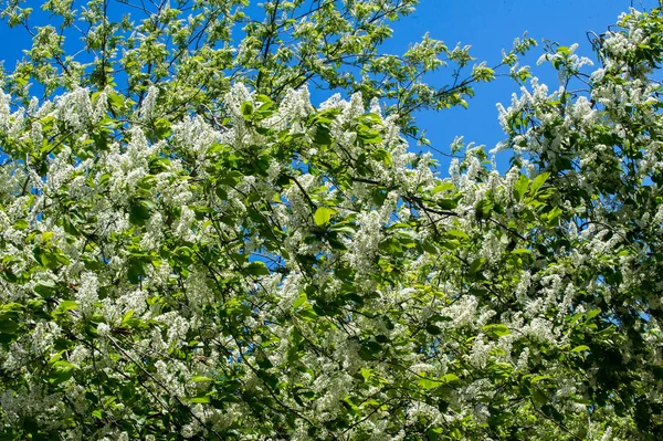 Gros plan de la branche de la cerise d'oiseau, brillamment rétroéclairé contre le ciel — Photo