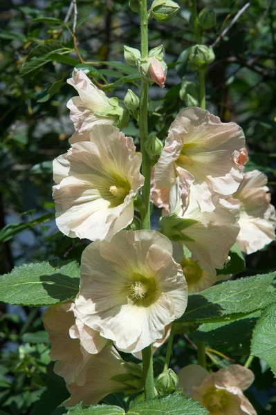 Flores de malva. una planta herbácea con tallos peludos, rosa o pur —  Fotos de Stock