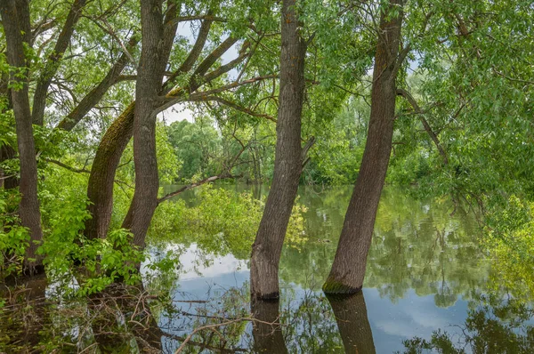 Overstromingswater. water dat overstroomt als gevolg van een overstroming. Hoog — Stockfoto