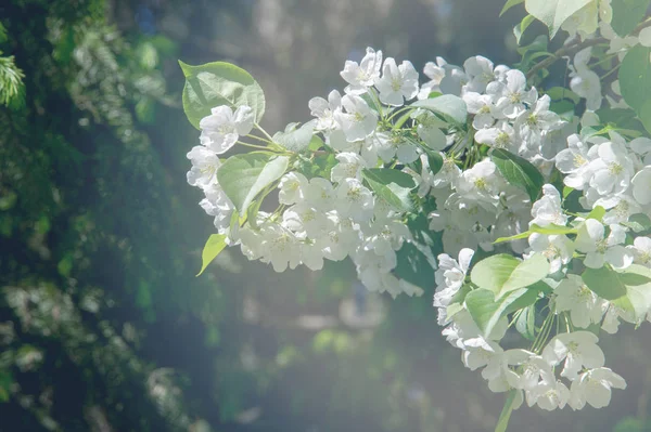 Photos of the spring landscape. Blossoming apple-trees — Stock Photo, Image