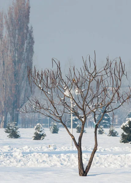 Parc premier prix, parcs dans le brouillard en hiver — Photo