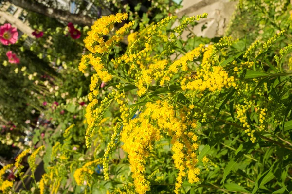 Solidago, обычно называемый goldenrods, это род видов f — стоковое фото