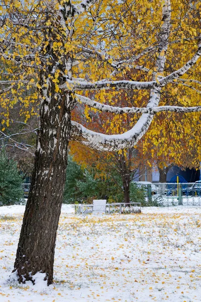 秋天的风景 初雪上的叶子是黄色的. 颜色 — 图库照片