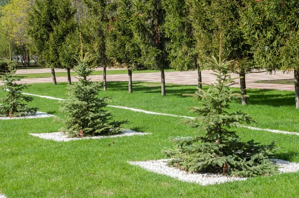 Textura imagen de fondo, paisaje de primavera. Árbol de Navidad joven —  Fotos de Stock