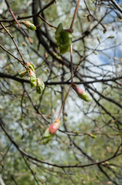 Textura de la imagen de fondo, Paisaje de primavera, las primeras hojas —  Fotos de Stock