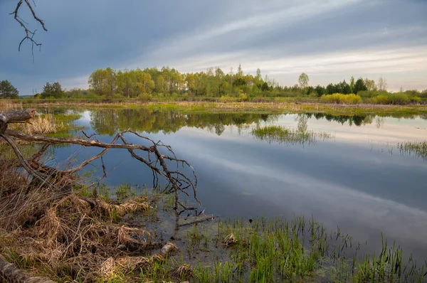 Bahar yemekleri. Bataklıklı güzel bir bahar manzarası, Sunr.