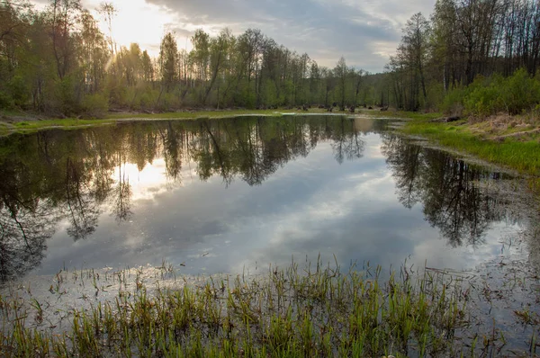Bahar manzarası. Bataklığı olan güzel bir bahar manzarası, Güneş