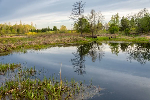 Bahar manzarası. Bataklığı olan güzel bir bahar manzarası, Güneş