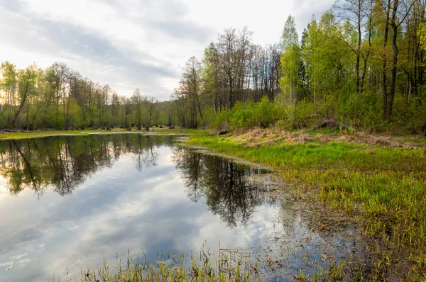 Bahar manzarası. Bataklığı olan güzel bir bahar manzarası, Güneş