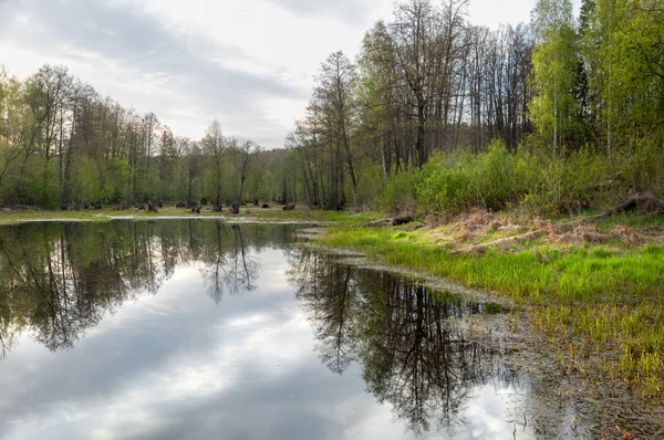 Bahar manzarası. Bataklığı olan güzel bir bahar manzarası, Güneş