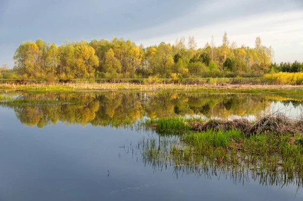 Bahar manzarası. Bataklığı olan güzel bir bahar manzarası, Güneş