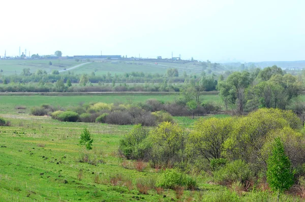 Іва, верба, землистий — стокове фото