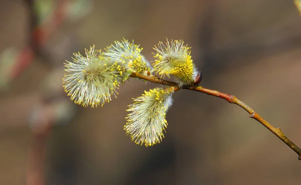 Willow, osier, sallow — Stock Photo, Image