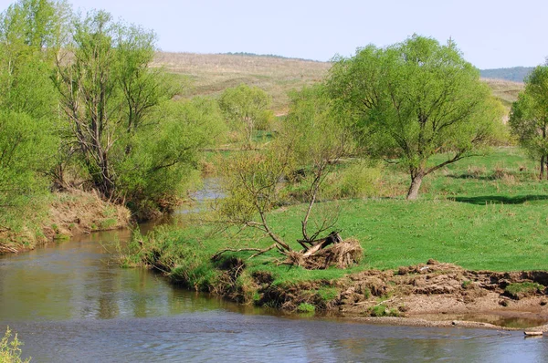 Willow, hasır, soluk