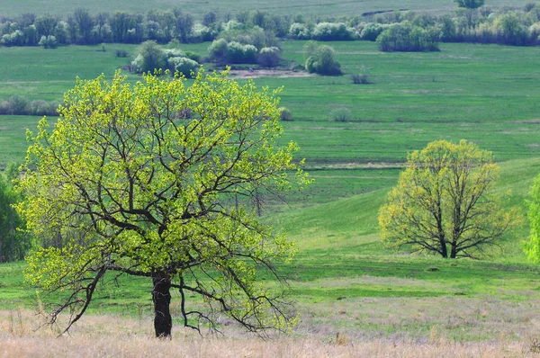 Willow, hasır, soluk