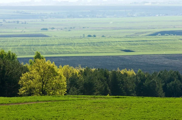 Våren träd utan löv — Stockfoto