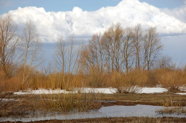 Willow, vide, sälg — Stockfoto